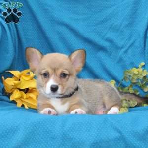 Cocoa, Pembroke Welsh Corgi Puppy